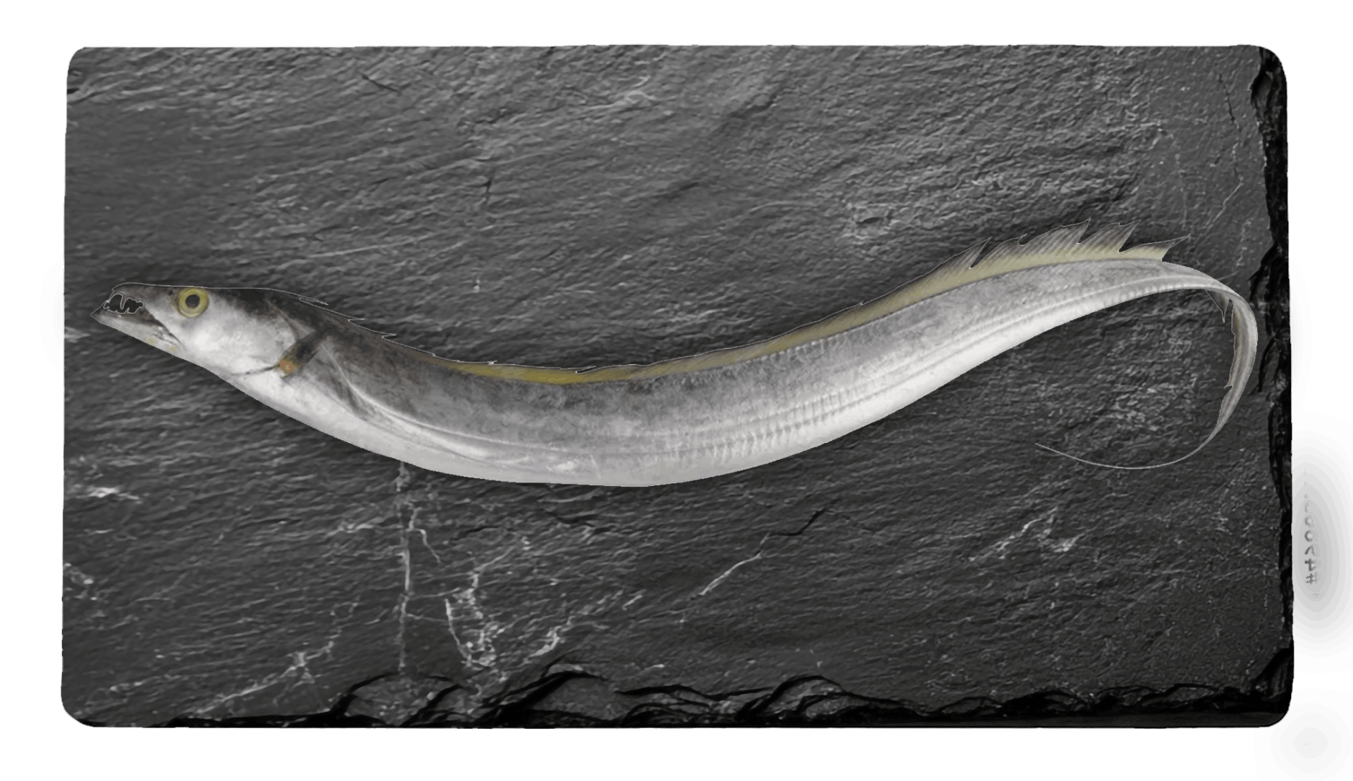 Ribbon Fish