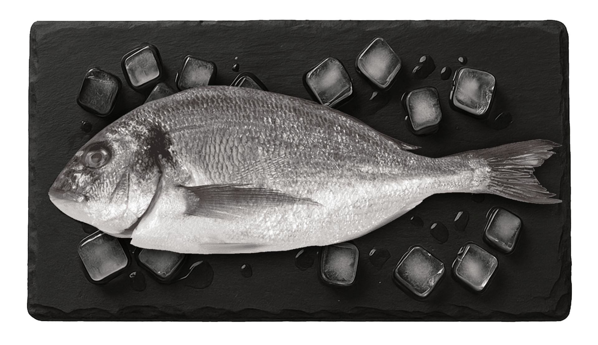 Silver Bream