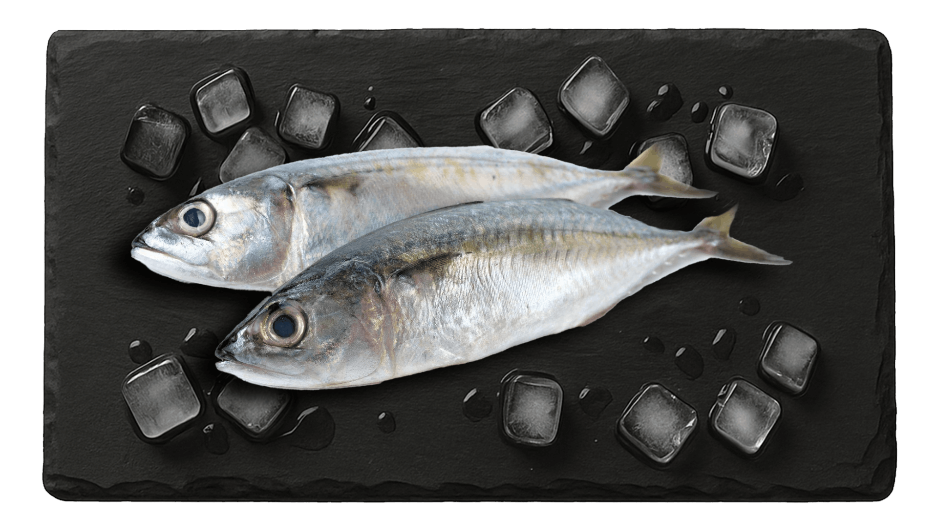 Indian Mackerel