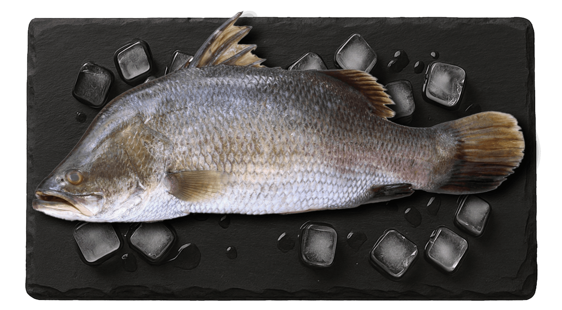 Barramundi