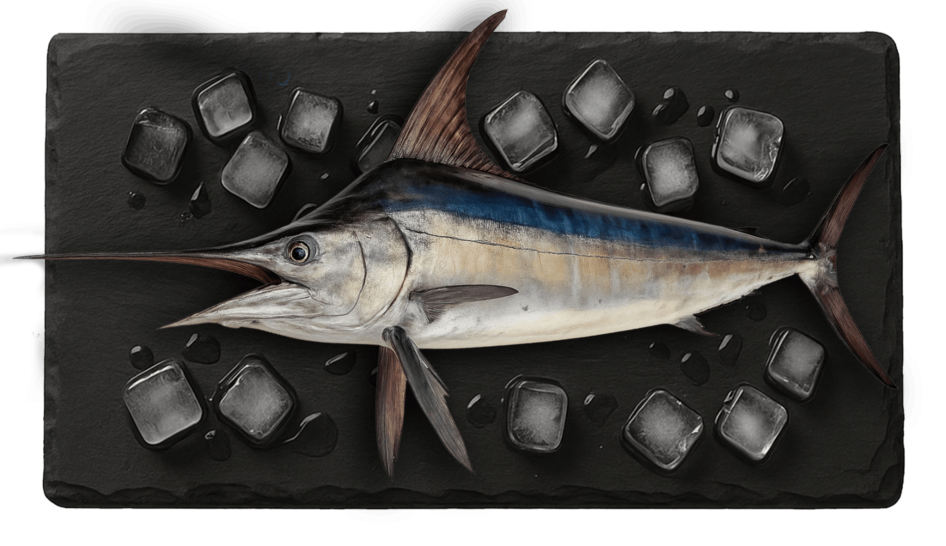 Swordfish
