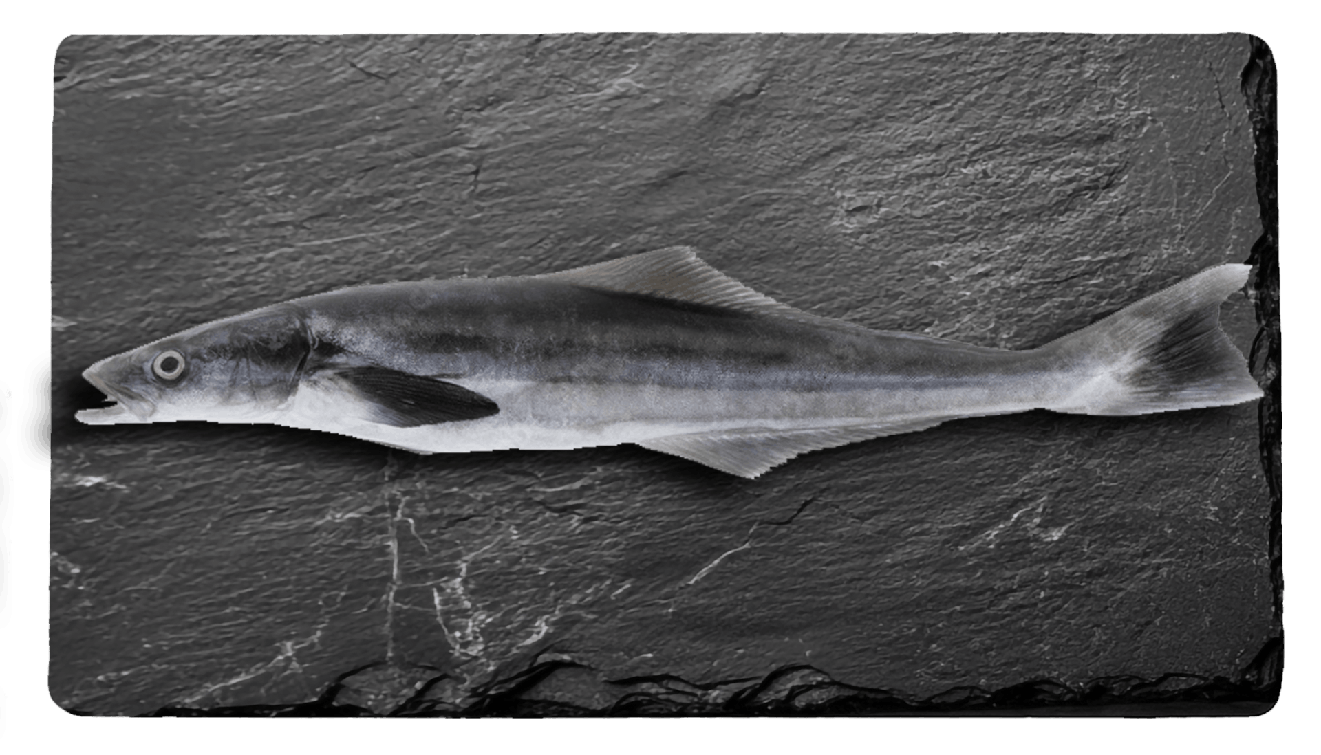 Cobia