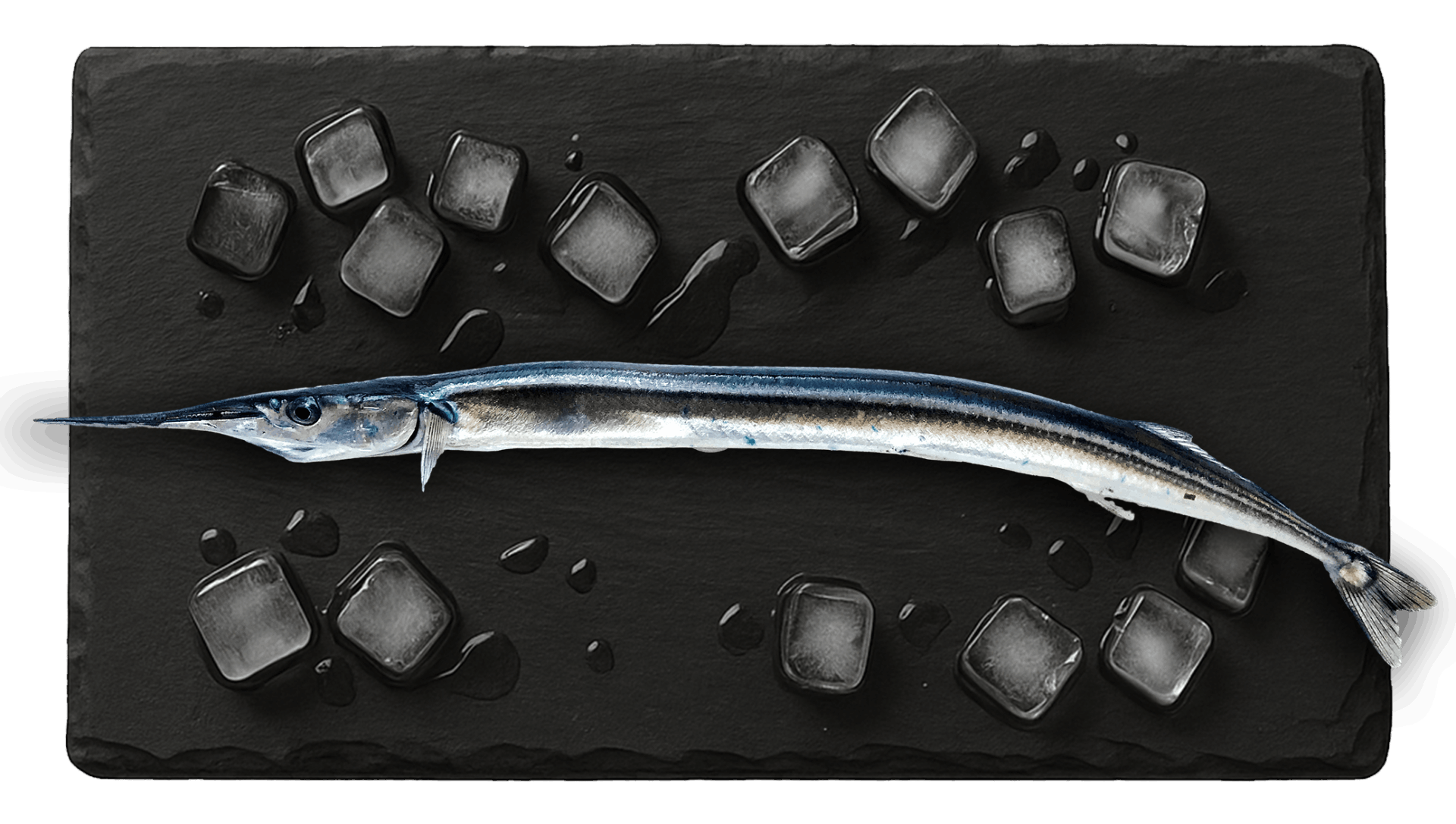 Large Needlefish