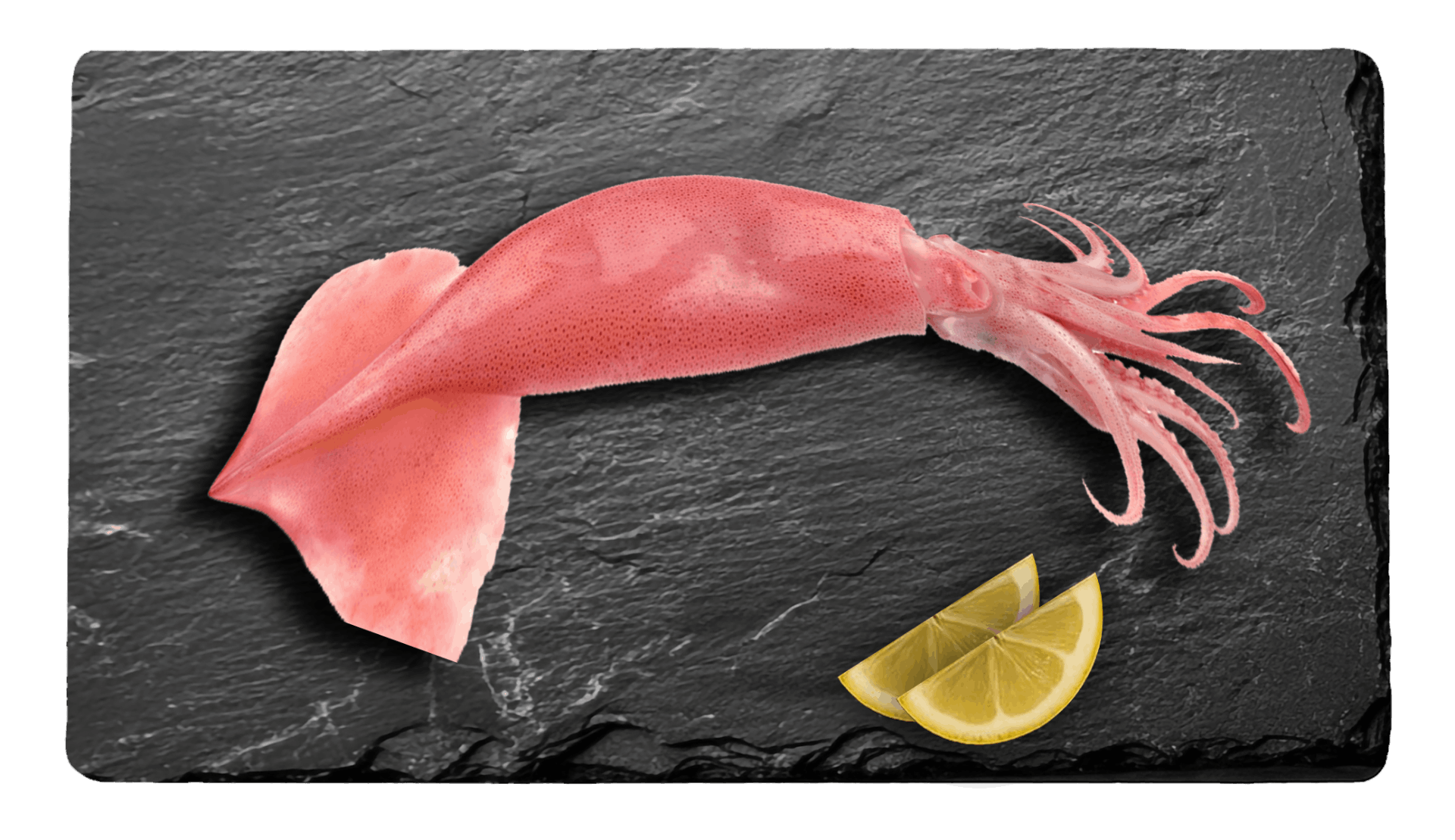 Squid