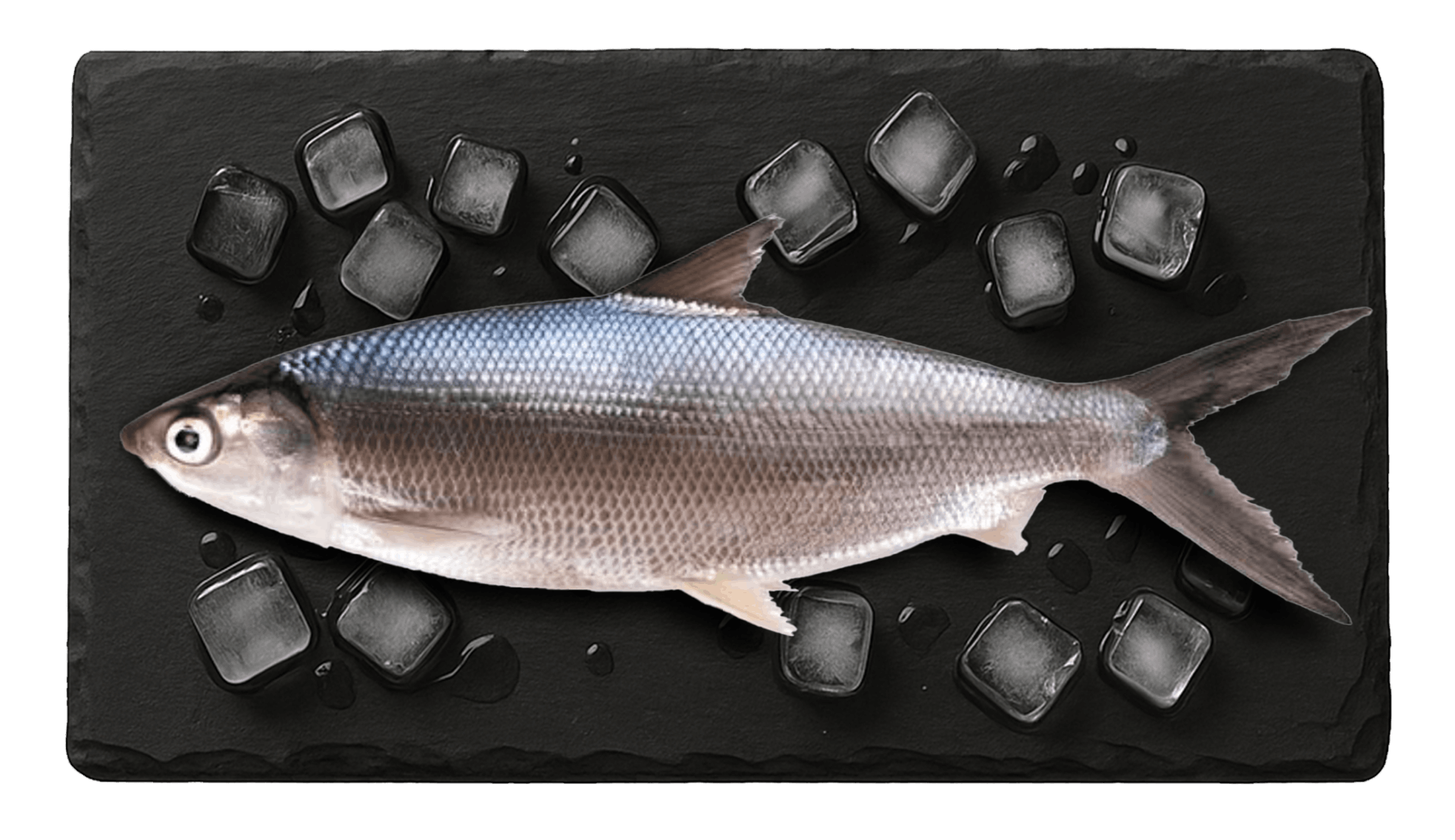 Milk Fish