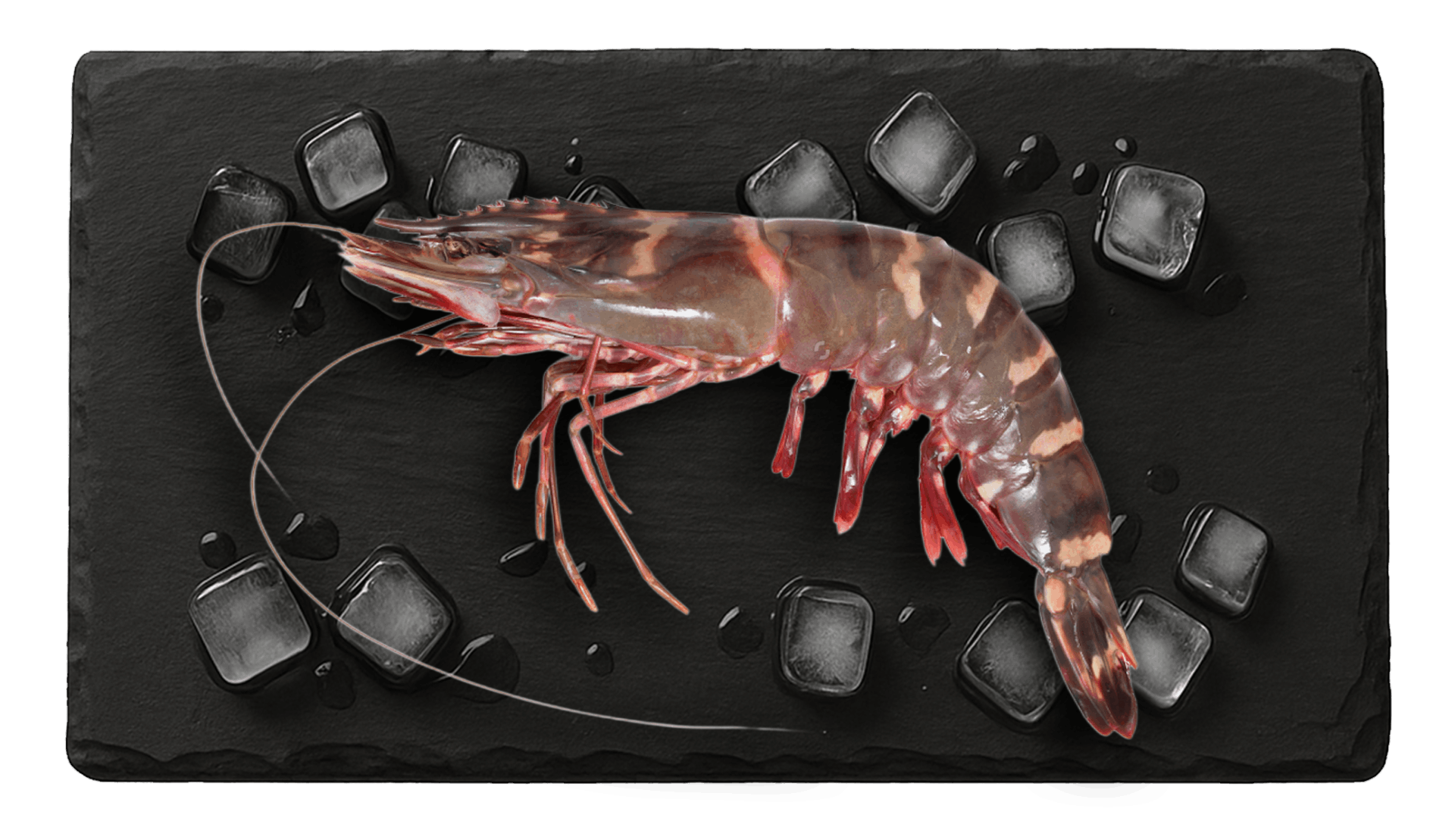 Wild Shrimp