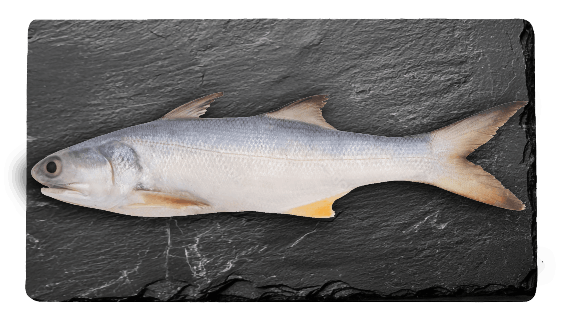 Indian Salmon