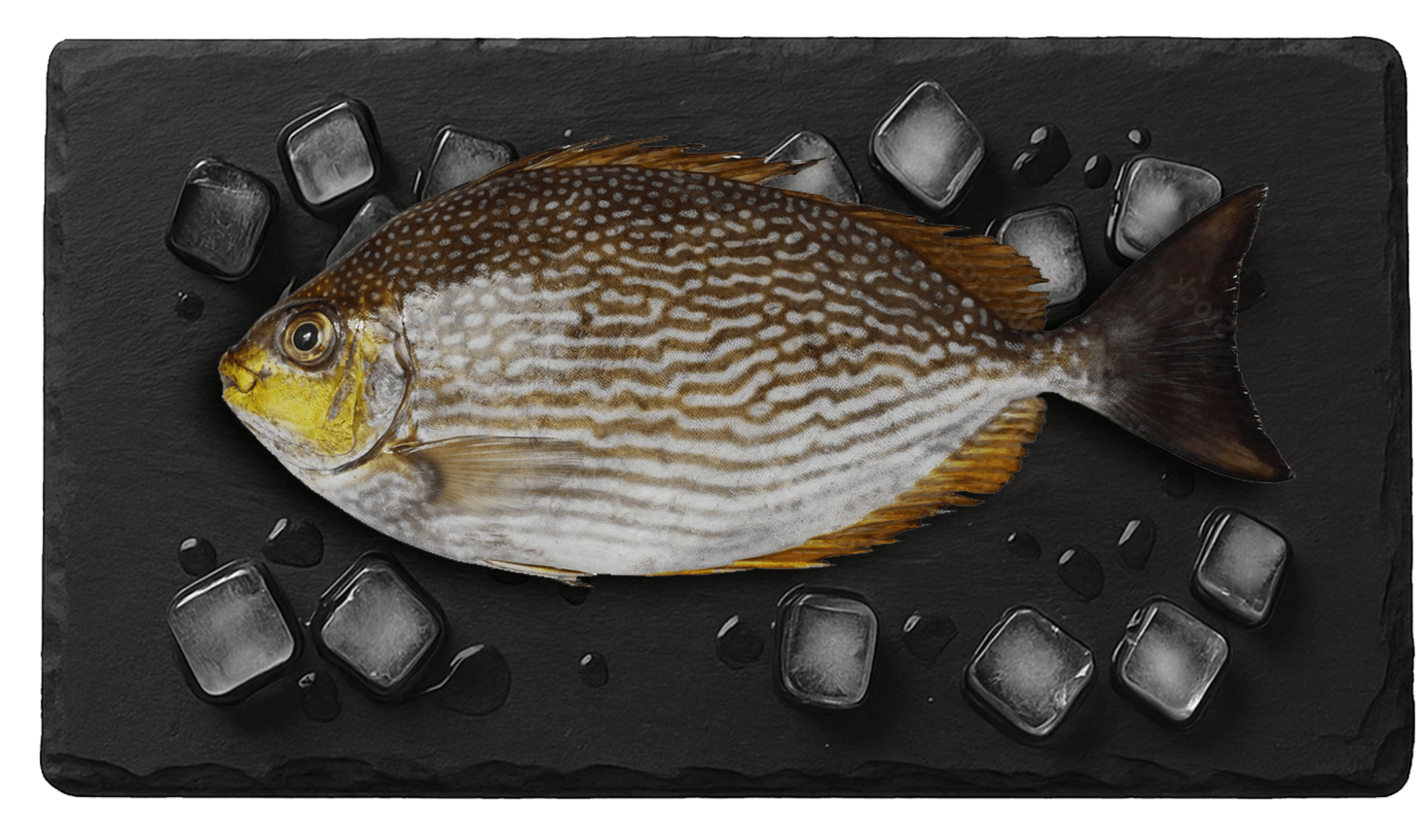 Rabbit Fish